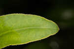 Fringeleaf tickseed